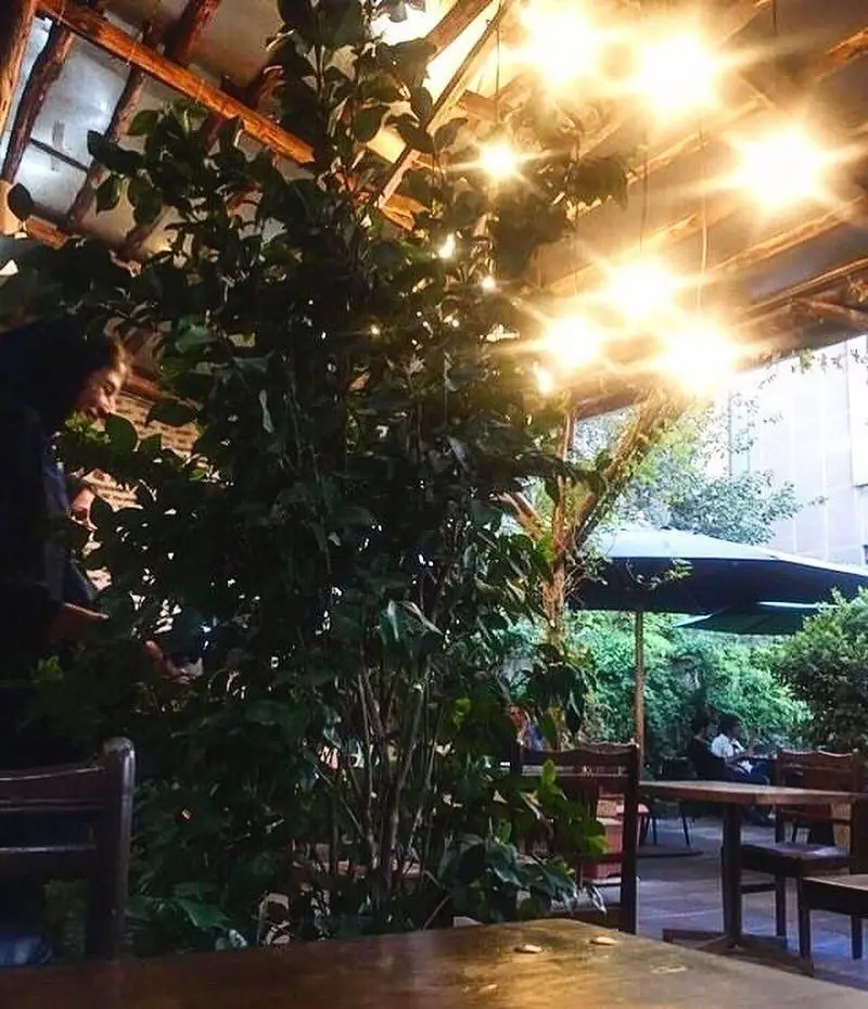 فضای سرسبز و دلنشین کافه رد، با نورپردازی گرم و جذاب، میز و صندلی‌های چوبی و مشتریانی در فضای داخلی و خارجی.