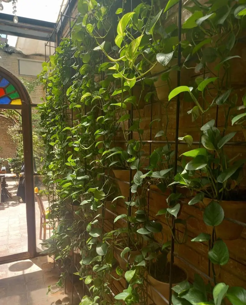 کافه کتاب نیکو: دیوار سبز و دلنشین با گیاهان پتوس در گلدان‌های سفالی، ایجاد فضایی آرامش‌بخش و زیبا برای مطالعه و استراحت.