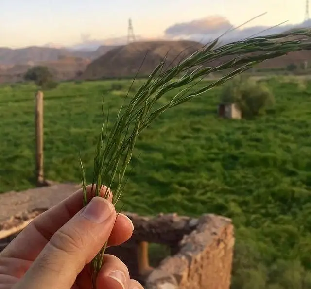 دستی که برنج تازه را در شالیزار سرسبز شمال در غروب آفتاب گرفته، نشان از اصالت و کیفیت غذاهای رستوران شمالی گیله گل.
