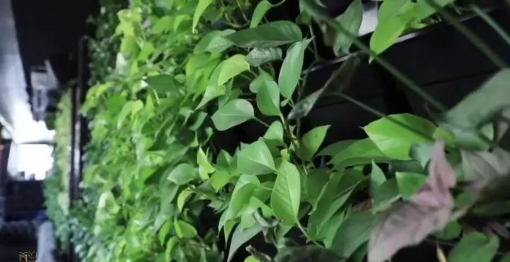 دیوار سبز باطراوت و چشم‌نواز کافه رستوران روف لانژ (Rooflounge Cafe) با برگ‌های تازه، فضایی آرامش‌بخش و طبیعی.