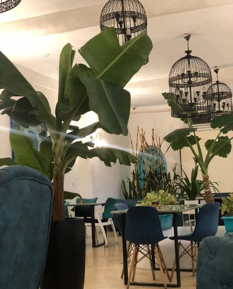 فضای داخلی کافه رستوران حیات نو با دکوراسیون استوایی، گیاهان بزرگ موز، لوسترهای قفسی پرنده و مبلمان شیک آبی رنگ، محیطی دلپذیر.