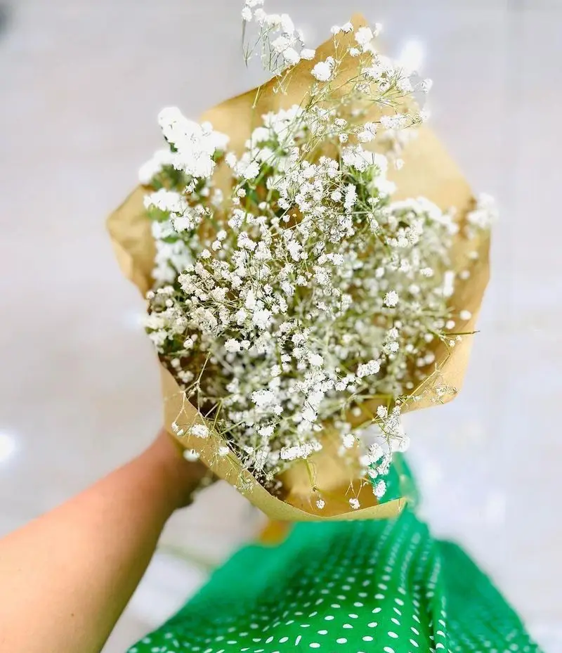 تصویر دلنشین از یک دسته گل عروس هلندی سفید و زیبا با بسته‌بندی خاص، نشانگر طراوت و ظرافت در قنادی نارملینو.