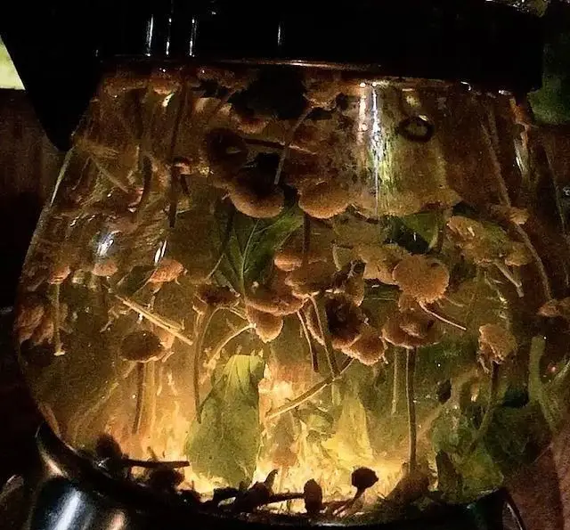 دمنوش گیاهی معطر در کتری شیشه‌ای شفاف، حاوی گل‌های خشک و برگ‌های سبز، در فضای دنج کافه رستوران لوکال ولنجک.