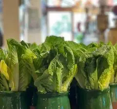 کاهوهای تازه و سبز در گلدان‌های سفالی سبز، آماده سرو در سفره خانه سنتی آذری، نماد طراوت و مواد اولیه سالم برای غذاهای سنتی ایرانی.