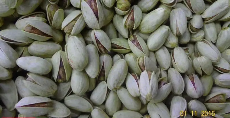 نمای نزدیک از پسته خندان طبیعی و سبز با پوست روشن و مغز بنفش. پسته اعلا و تازه "خشکبار بهمن" بهترین کیفیت برای آجیل.