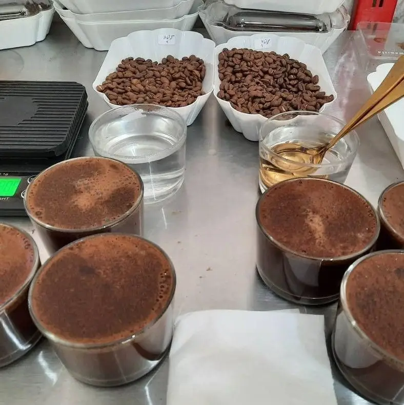 نمایی از فرآیند تخصصی کاپینگ و تست کیفیت قهوه الی با دانه قهوه تازه برشته و فنجان‌های آماده برای ارزیابی حسی.