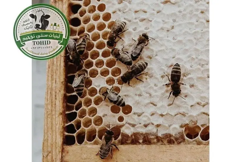 نمایی نزدیک از زنبورهای عسل در حال کار بر روی کندوی پر از عسل طبیعی. تصویر نشانگر اصالت و کیفیت ارگانیک محصولات لبنی سنتی برادران توحید.