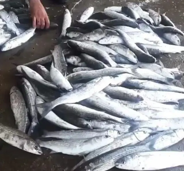 بیش از صدها ماهی تازه و صید روز، باکیفیت عالی، آماده برای پخت لذیذترین غذاهای دریایی و ماهی در منوی متنوع رستوران هانی.