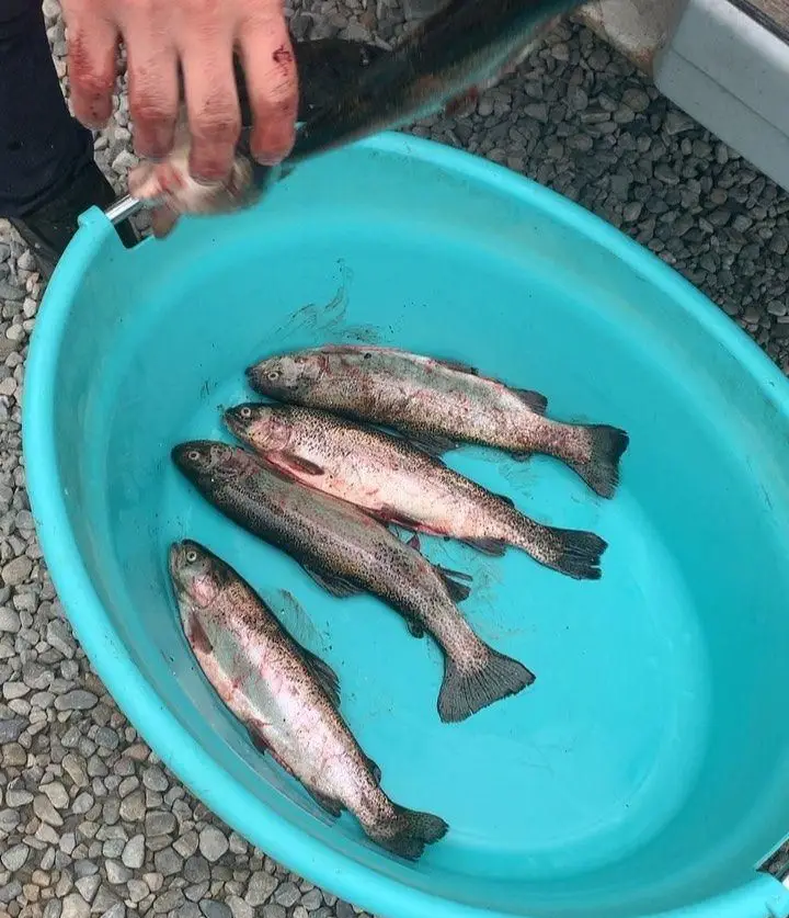 ماهی قزل آلای تازه و درجه یک، صید روز، در سطل مخصوص رستوران هانی برای طبخ بهترین غذاهای دریایی با طعم و کیفیت عالی.