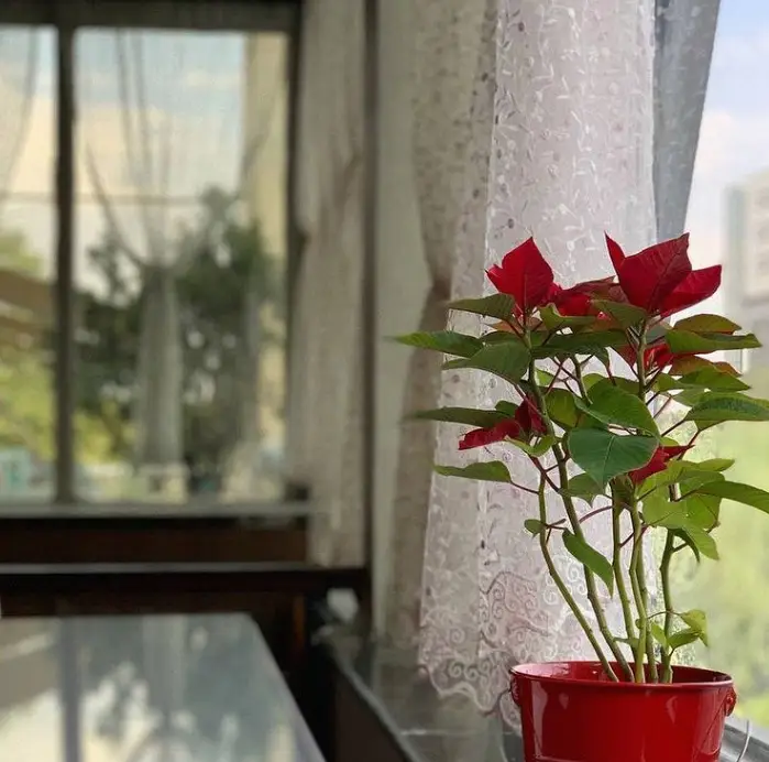 فضای دنج و آرامش‌بخش کافه سینان با گلدان زیبای کریسمس کنار پنجره نورگیر، محیطی عالی برای تجربه لحظات دلپذیر.