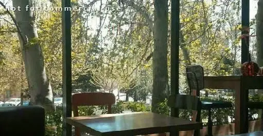 فضای دنج و دلنشین رستوران فرنگی سبوس با منظره درختان سرسبز و نور طبیعی، مناسب برای تجربه یک غذای خاص.