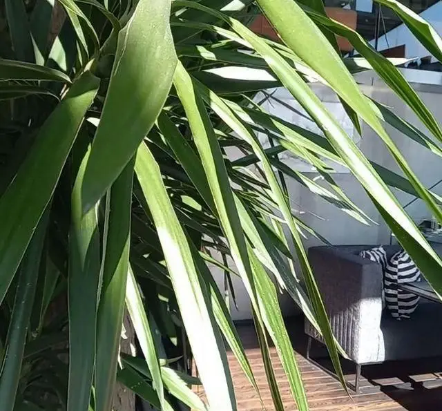 تصویر گیاه بزرگ و سرسبز در دکوراسیون داخلی مدرن و آرامش‌بخش رستوران 10forever، با مبلمان شیک و فضایی دلنشین.