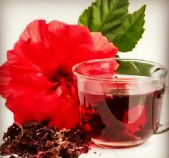 چای ترش کافه دلکده، نوشیدنی گیاهی آرامبخش با گل ختمی تازه و دمنوش گلبرگ خشک شده برای سلامتی و تجربه دلنشین در سفره خانه.