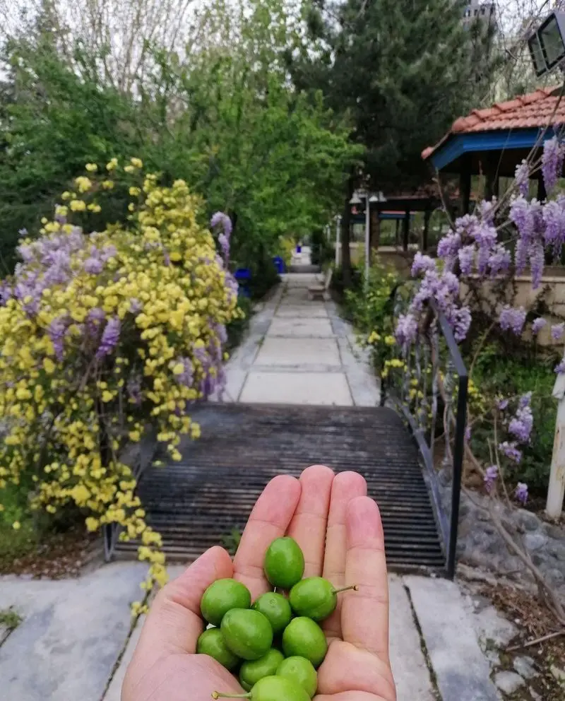 نمایی دلنشین از باغ رستوران ریحانه در فصل بهار، با دستانی پر از گوجه سبز تازه، گل‌های زیبا و مسیری سرسبز و آرامش‌بخش.