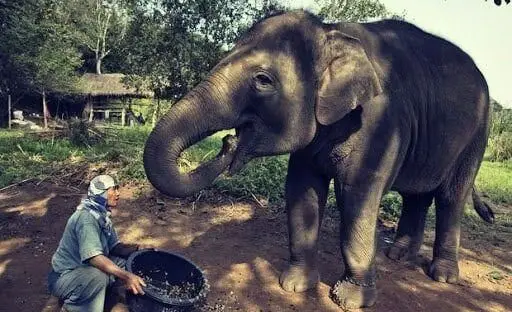 مردی در حال غذا دادن به یک فیل بزرگ در طبیعت، نمادی از تعهد قهوه ساوا به پایداری و حمایت از حیات وحش در مناطق کشت قهوه.