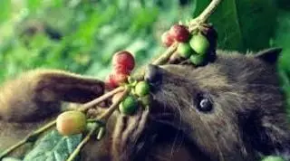 سیوِت قهوه شناس در حال انتخاب بهترین دانه های قهوه تازه برای تهیه قهوه ساوا، فرآیند طبیعی تولید قهوه لوکس و کمیاب.