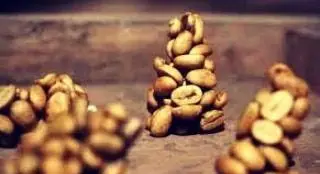 دانه های قهوه کمیاب ساوا از نوع کوپی لوواک، که پس از عبور از دستگاه گوارش حیوانات برای تولید قهوه لوکس آماده می شوند.