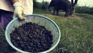 تصویر جمع آوری دانه های قهوه فیل یا قهوه ساوا از مدفوع فیل برای تولید یکی از گرانترین قهوه های جهان.