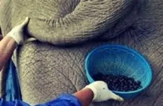 تولید دانه های قهوه خاص ساوا با کمک فیل. نمایی نزدیک از تنه فیل و ظرف دانه های قهوه منحصر به فرد در حال فرآوری توسط قهوه ساوا.