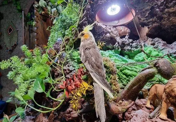 تصویری زیبا از طوطی کاکاتیل در محیطی سرسبز با گیاهان و صخره‌های مصنوعی، نمایی از دکوراسیون خاص کافه و رستوران سنتی سپه.