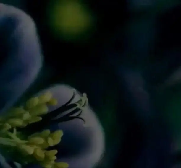 شکوفه گل آبی دلربا با پرچم‌های طلایی، تداعی‌گر تازگی و طراوت مواد اولیه در رستوران ماه و مهر.