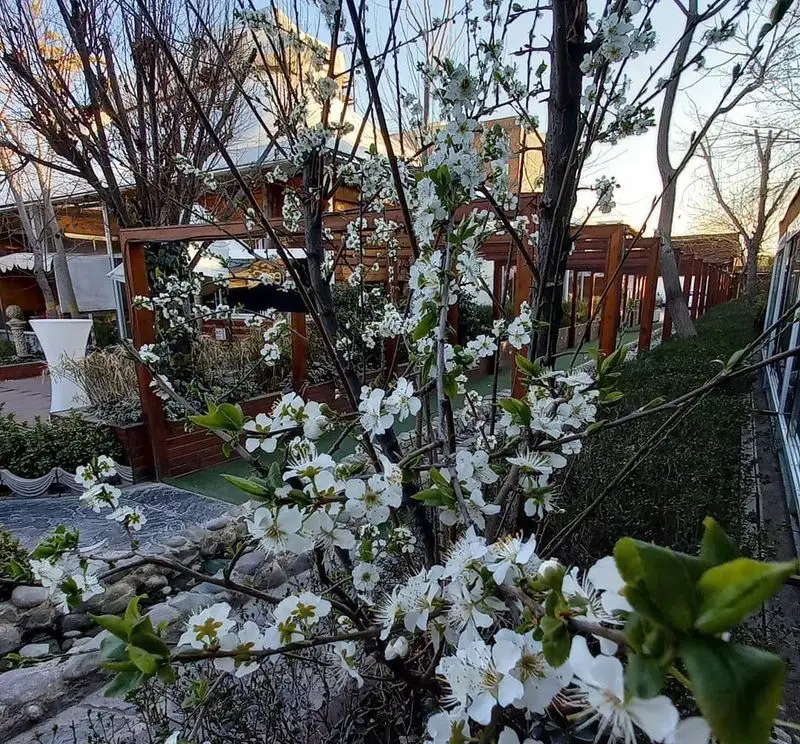 فضای باز دلنشین رستوران و کافی شاپ دورهمی با شکوفه‌های سفید بهاری. لذت ببرید از محیطی آرام و زیبا در دل طبیعت.