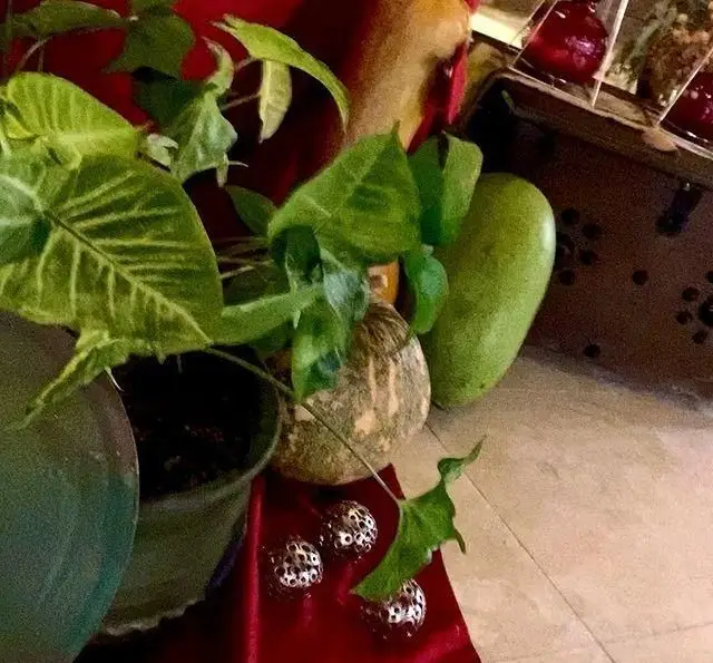 فضای دلنشین و سرسبز رستوران و کافی شاپ دورهمی؛ دکوری با گلدان‌های گیاه، کدو و تزئینات نقره‌ای بر روی پارچه قرمز