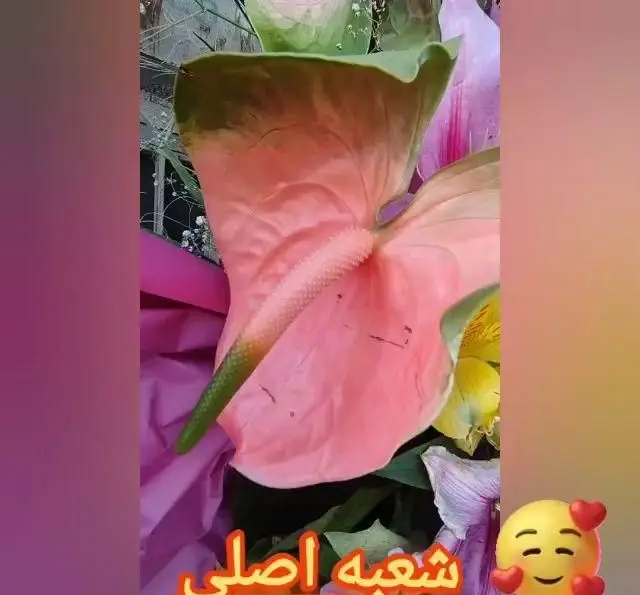 تصویر گل آنتوریوم صورتی زیبا و پیام "شعبه اصلی" تهران کباب. گلهای شاداب و رنگارنگ در فضای شعبه اصلی تهران کباب برای مشتریان.
