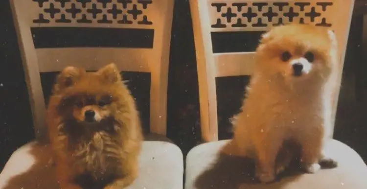 دو سگ پشمالو بانمک روی صندلی، یادآور تجربه دلنشین و محیط گرم رستوران کندو کباب. طعم اصیل کباب ایرانی با بهترین کیفیت را از کندو کباب بخواهید.