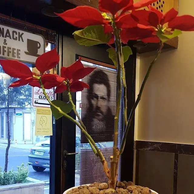 فضای دلنشین و دکوراسیون داخلی کافه لینت با گیاه زیبای گلدانی برگ قرمز و تابلوی سرو قهوه، نشان دهنده محیطی آرام برای مشتریان