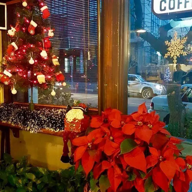 نمایی زیبا از دکوراسیون کریسمس کافه لینت با درخت تزئین شده، گل‌های پوینستیا و منظره خیابان از پشت ویترین.