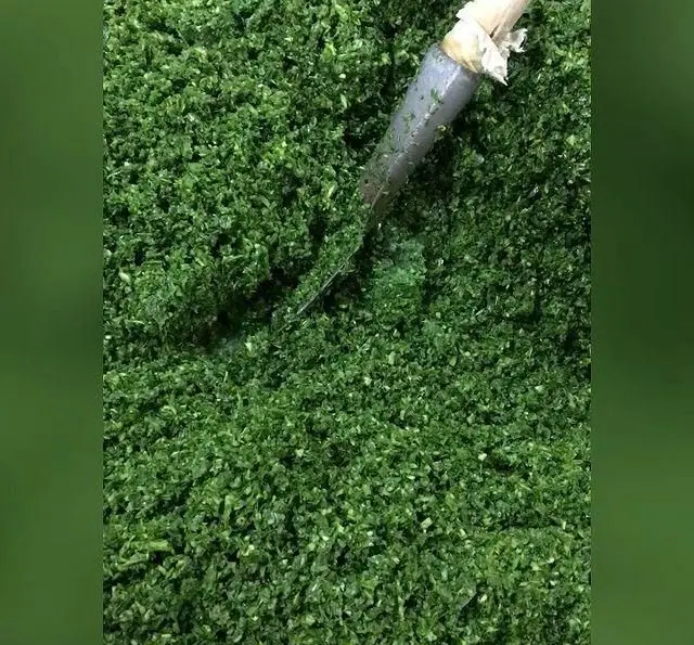 تصویری از مقادیر زیاد سبزیجات تازه خرد شده با بیلچه برای تهیه محصولات مرغوب غنچه. آماده سازی سبزی خشک با کیفیت.