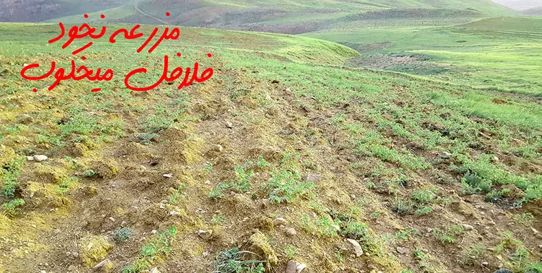 مزرعه نخود سرسبز، زمینه اصلی برای تولید فلافل‌های ممتاز و اصیل فلافل کیلویی میخکوب. کاشت پایدار نخود باکیفیت در خاک حاصلخیز.