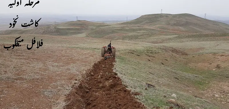مرحله اولیه کاشت نخود برای فلافل کیلویی میخکوب: آماده‌سازی و شخم‌زنی زمین کشاورزی جهت تولید مواد اولیه تازه و مرغوب.