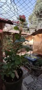 تصویر 5 - فست دیزی تنوری