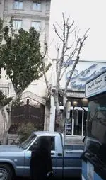 تصویر 1 - شیرینی ترگل