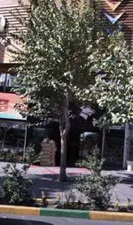 تصویر 2 - فست فود سه سار