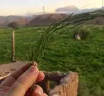 تصویر 2 - رستوران شمالی گیله گل