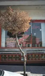 تصویر 3 - رستوران