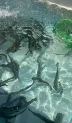 تصویر 5 - ماهی سرا شب های ریحان