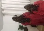 سالن زیبایی VIP هلن ملکی: آرایش مو و لباس مجلسی قرمز، مدل موی مجلل عروس، بهترین خدمات زیبایی بانوان