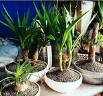 تصویر 3 - رستوران باروژ