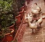 تصویر 3 - باغ رستوران سنتی گل یخ