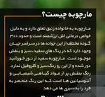 تصویر 4 - بنلی لانژ