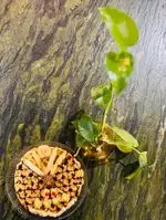 تصویر 4 - کافه وو