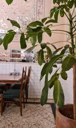 تصویر 5 - رستوران روحی تجریش