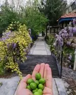 تصویر پروفایل باغ رستوران ریحانه