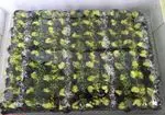 تصویر پروفایل حلواسرای کاکوشیرازی بستنی سنتی و فالوده شیرازی