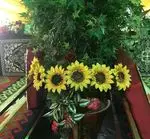 تصویر 5 - رستوران جویبار