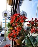 تصویر 5 - کافه پاییز